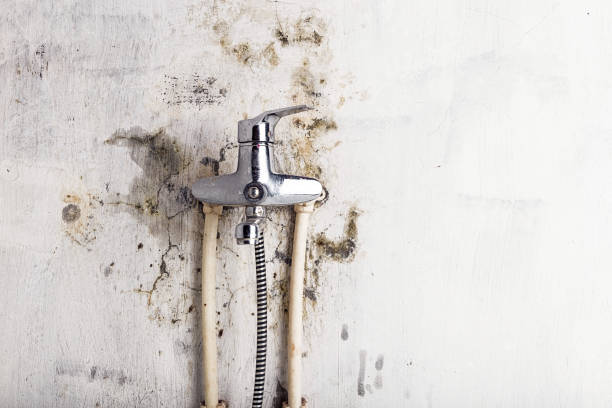 Best Black Mold Removal  in Ohatchee, AL