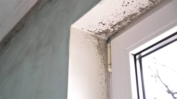 Best Commercial Mold Removal  in Ohatchee, AL