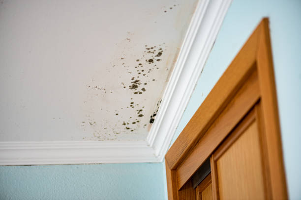 Best Mold Removal and Inspection  in Ohatchee, AL