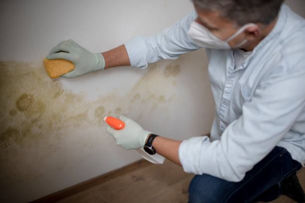 Crawl Space Mold Removal in Ohatchee, AL