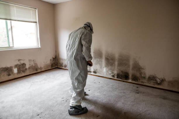 Best Commercial Mold Removal  in Ohatchee, AL