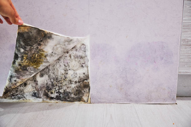 Best Emergency Mold Removal  in Ohatchee, AL